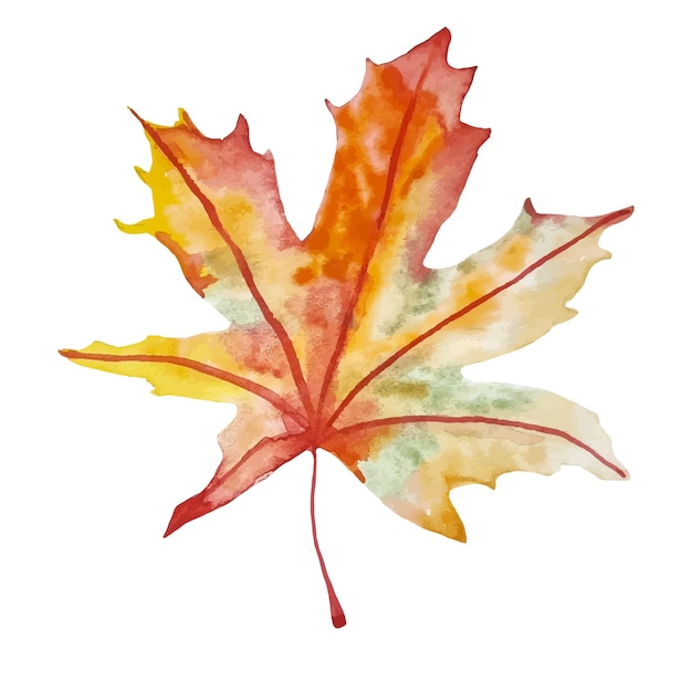 Watercolor maple autumn leaf hand drawn isolated