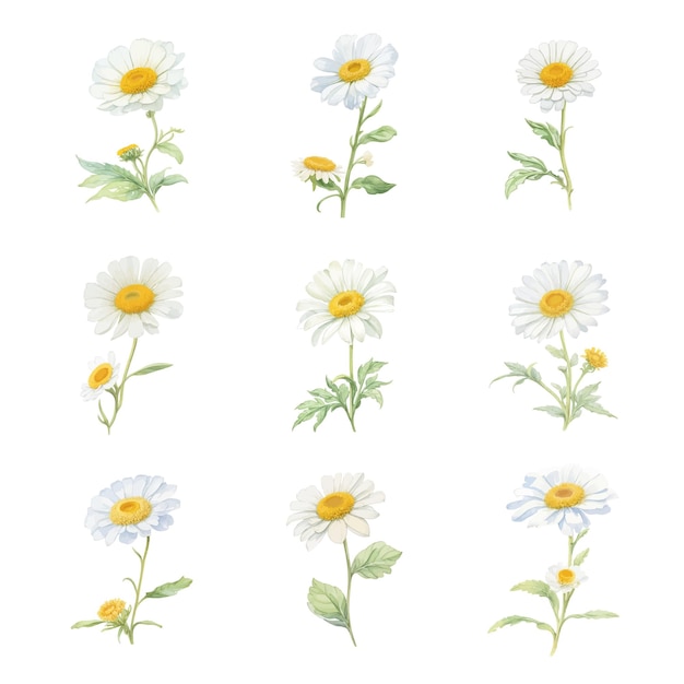 Watercolor marguerite flowers on a white background Vector illustration