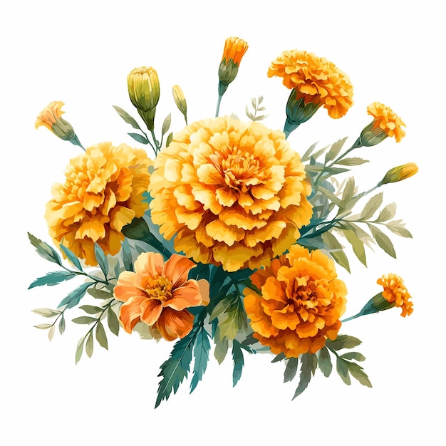 Watercolor Marigold Flower bouquet vector collection isolated on a white background