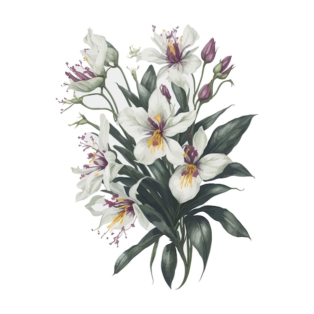 Watercolor miltonia floral a simple vector