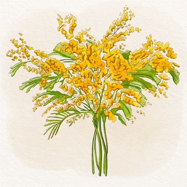 Watercolor mimosa illustration