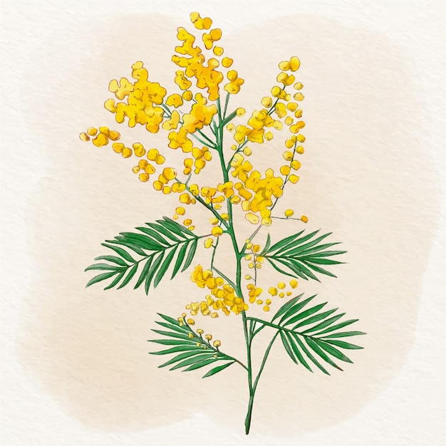 Watercolor mimosa illustration