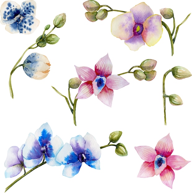 Vector watercolor multicolored orchids of different varieties collection