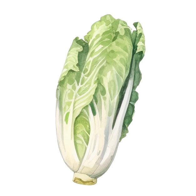 Watercolor Napa cabbage Illustration Handdrawn fresh food design element isolated on a white background