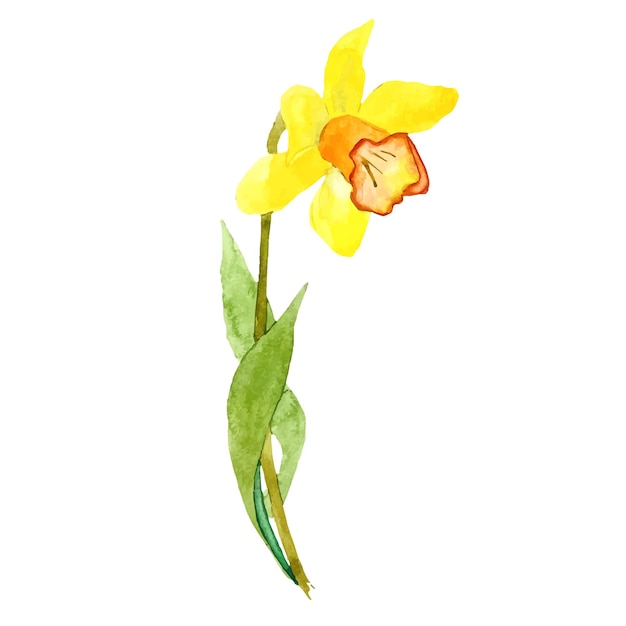 watercolor Narcissus