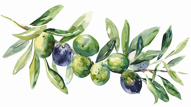 Vector watercolor olive branch illustration with green olives on white background