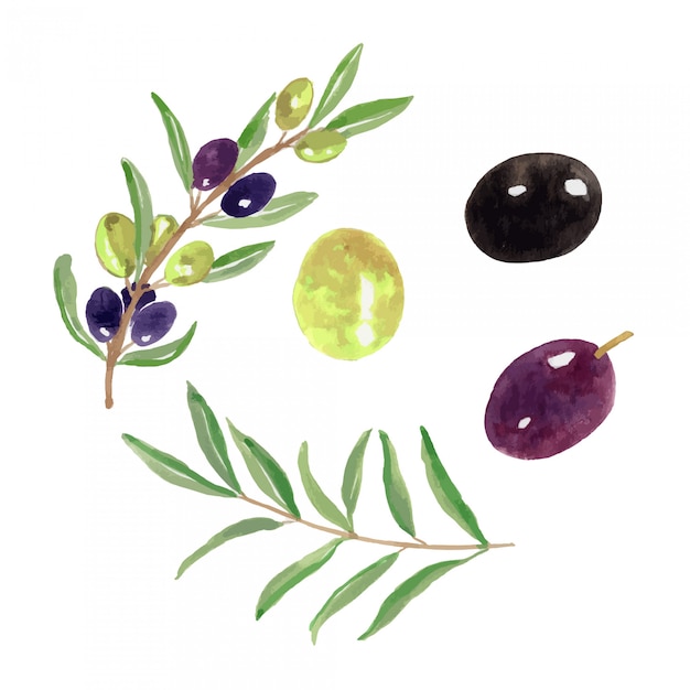 Watercolor Olive Fruit Illustration Set