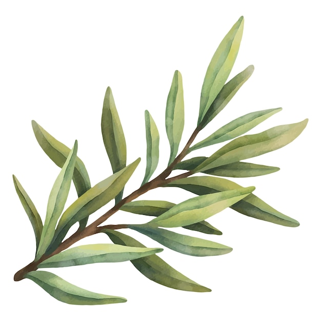 Watercolor olive leaves