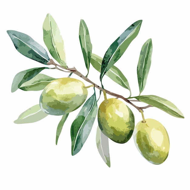 Vector watercolor olive on tree branch vector isolated