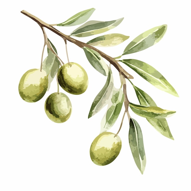 Vector watercolor olive on tree branch vector isolated