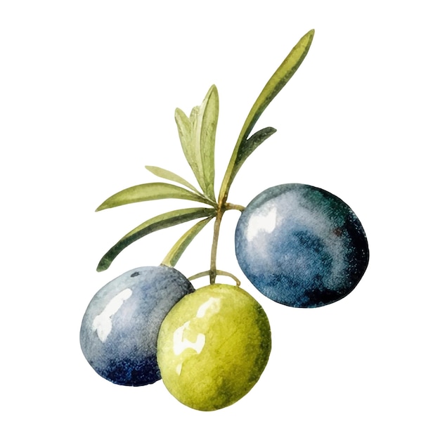 Watercolor Olives Illustration Handdrawn fresh food design element isolated on a white background