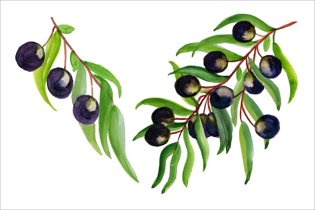 Watercolor olives,wild berries,branches with berries.Decoration of wedding cards.Wild berries art.