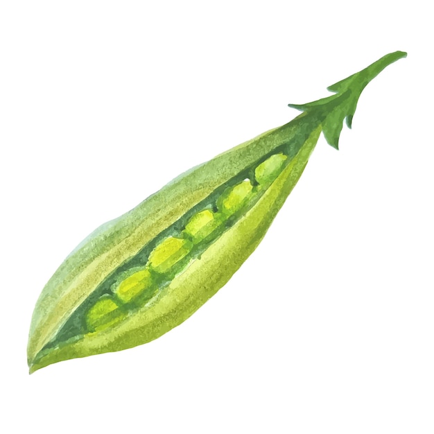 Watercolor open green peas isolated