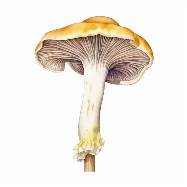 Vector watercolor oyster mushroom isolated white background