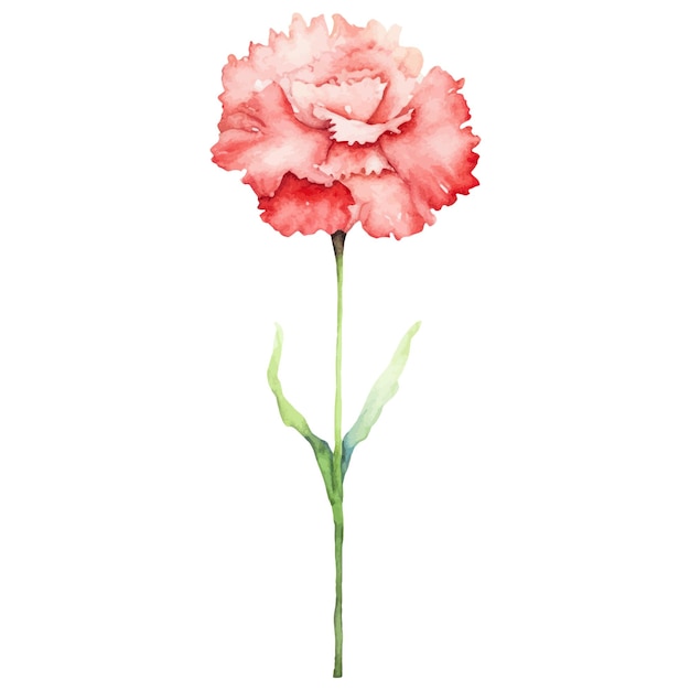 Vector watercolor painted carnation flower hand drawn design element isolated on white background