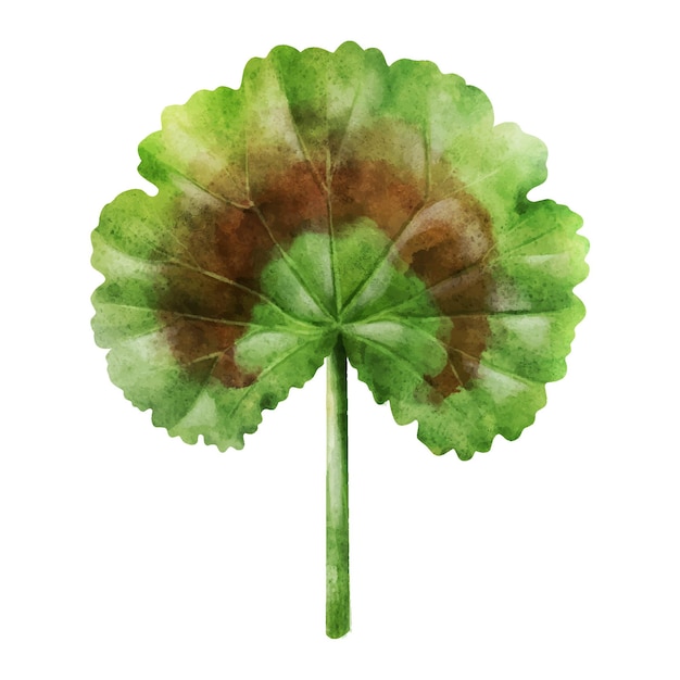 Watercolor painted geranium leaf