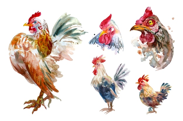 Watercolor painting of chicken collection Separately Arranged