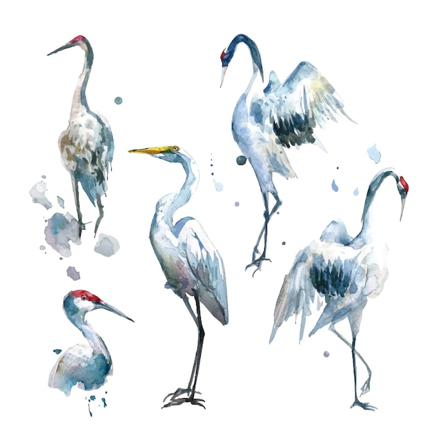 Watercolor painting of crane birds collection Separately Arranged 2