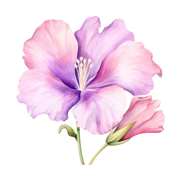 watercolor painting of flower two collection isolated