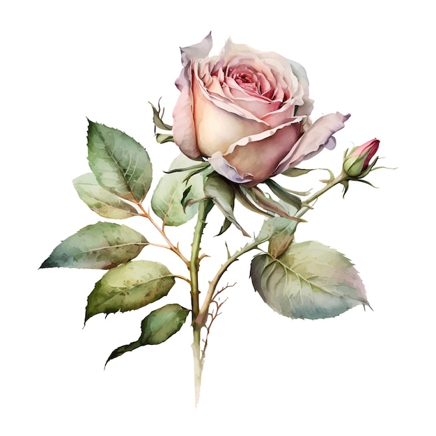 A watercolor painting of a pink rose with green leaves