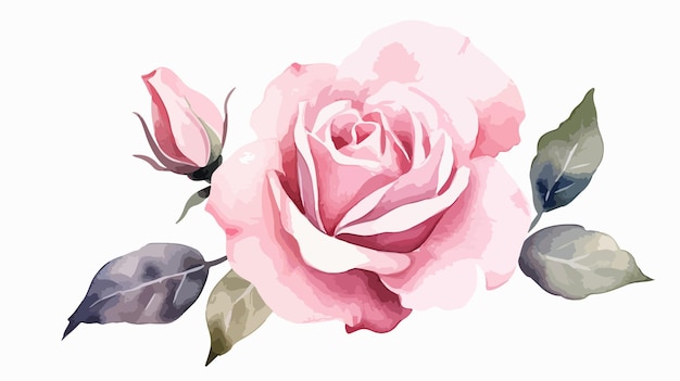 Vector a watercolor painting of a pink rose with a purple flower in the background