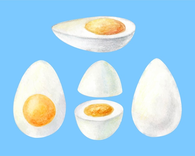 Watercolor painting set of boiled eggs illustration isolated on white background Half of sliced egg for breakfast Hand drawn ingredients for restaurant menu receipt label packaging design