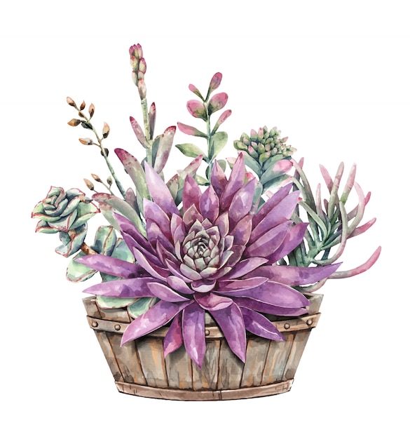 watercolor painting set of succulents and lotus flower with half wine barrel planter.