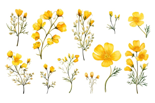 Watercolor painting set of yellow wild flowers branches on white background vector illustration