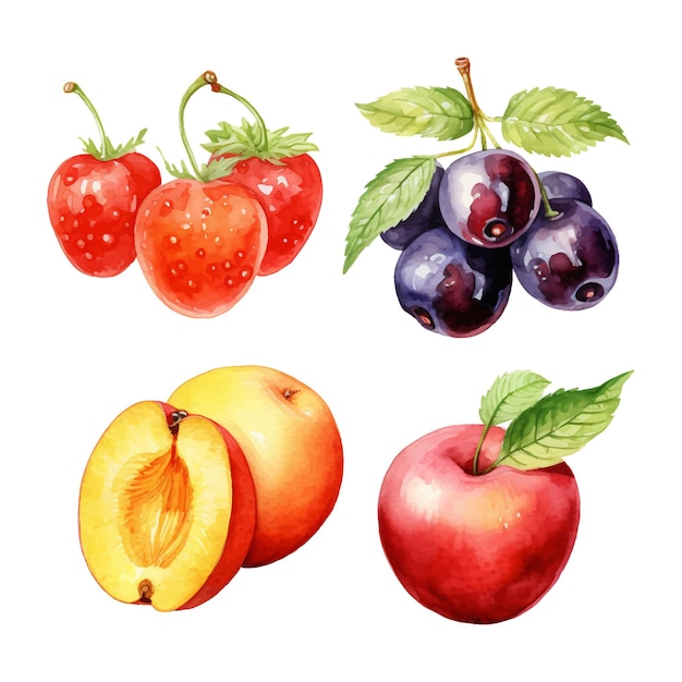 watercolor painting of summer fruits four collection