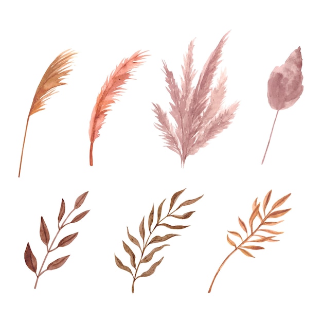 Watercolor pampas grass Boho dry flowers Vector illustration