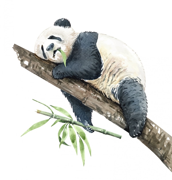 Watercolor Panda eating bamboo on branch