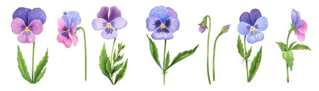 Vector watercolor pansies set hand drawn garden flowers clipart on white background