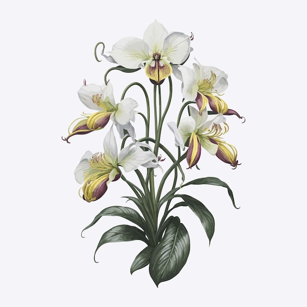 Watercolor paphiopedilum flower a simple vector