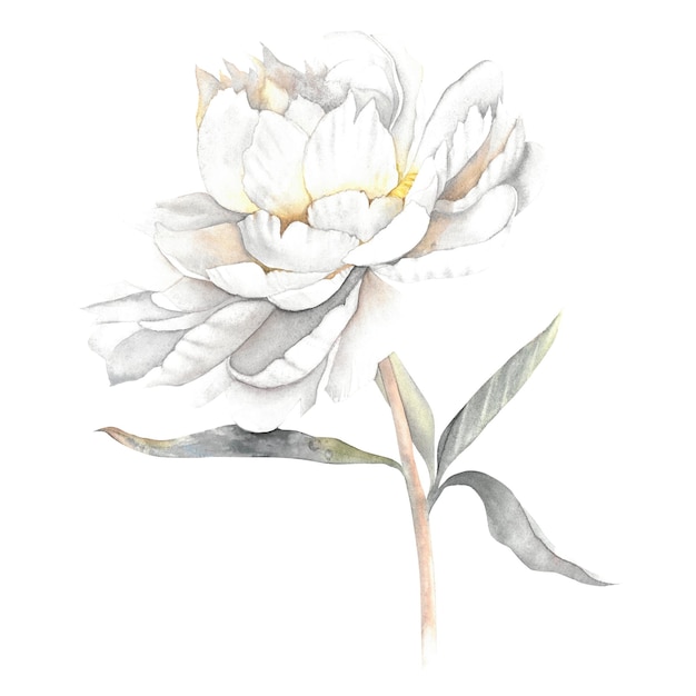 Watercolor peony flower white grey poster print art beautiful pink