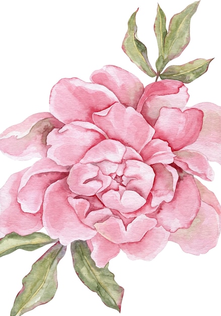 Watercolor peony poster Elegant pink flower