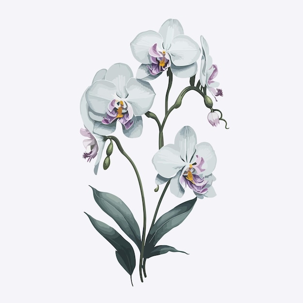 Watercolor phalaenopsis flower a simple vector