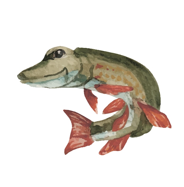 Watercolor pike illustration for kids