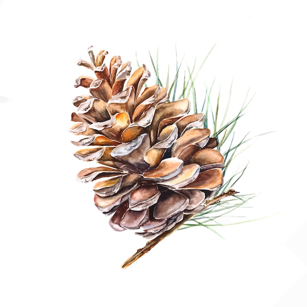 Watercolor pine cedar cone on white forest botanical ecological illustration