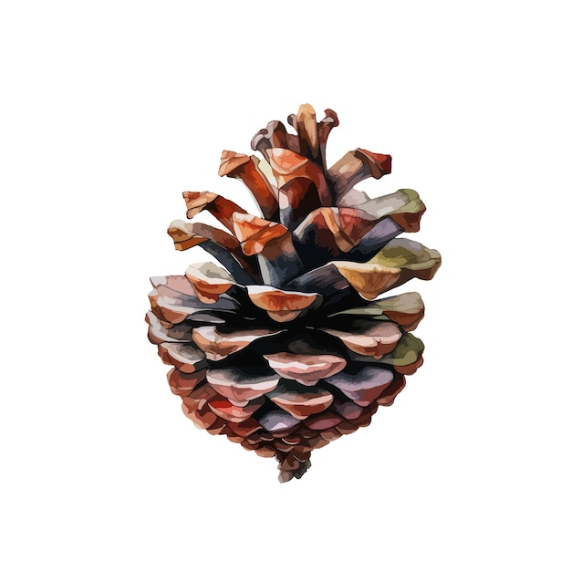 Watercolor pine cone isolated with pine branch