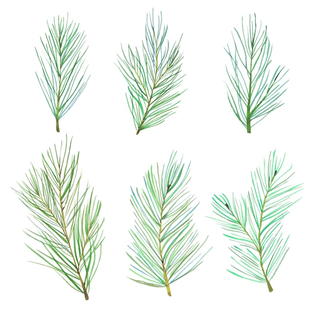 Watercolor pine tree branches set. Forest pine tree needles branches