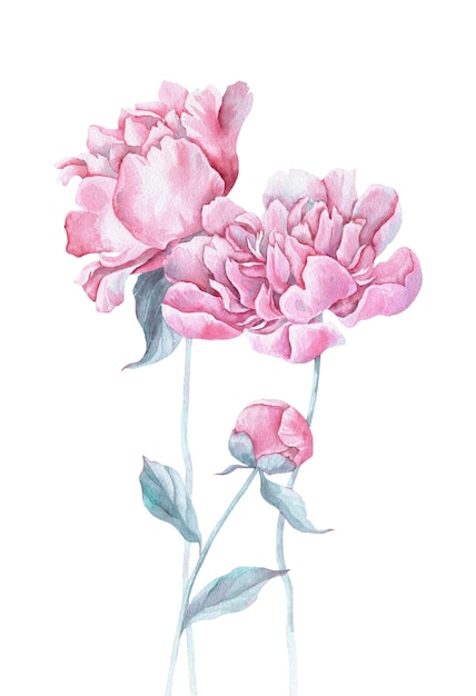 Watercolor pink peony bouquet