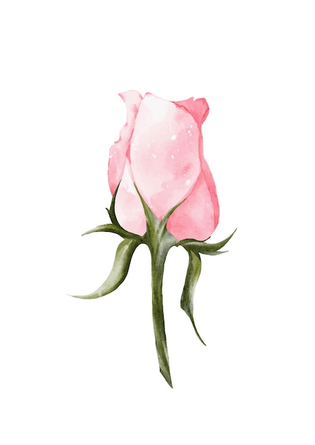 Watercolor pink rose bouquet vector elements design