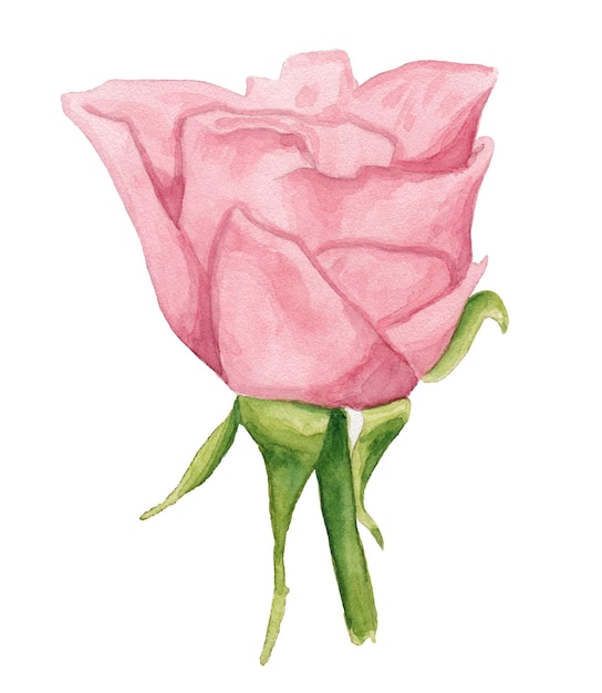 Watercolor pink rose bud