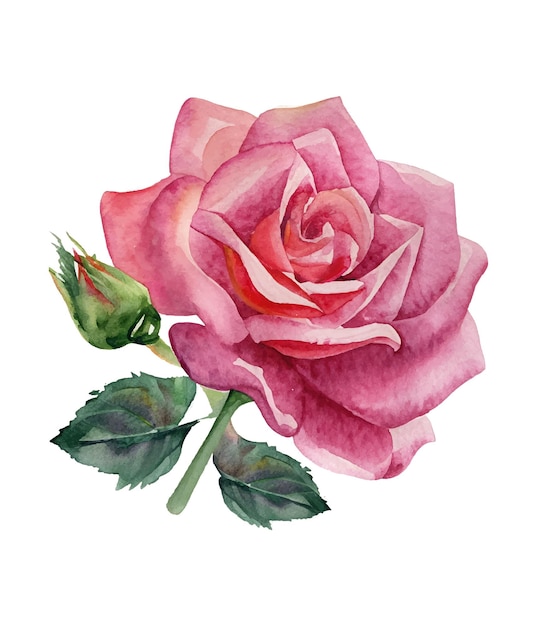 Watercolor pink rose floral bouquet Watercolor floral arrangements with beautiful flowers