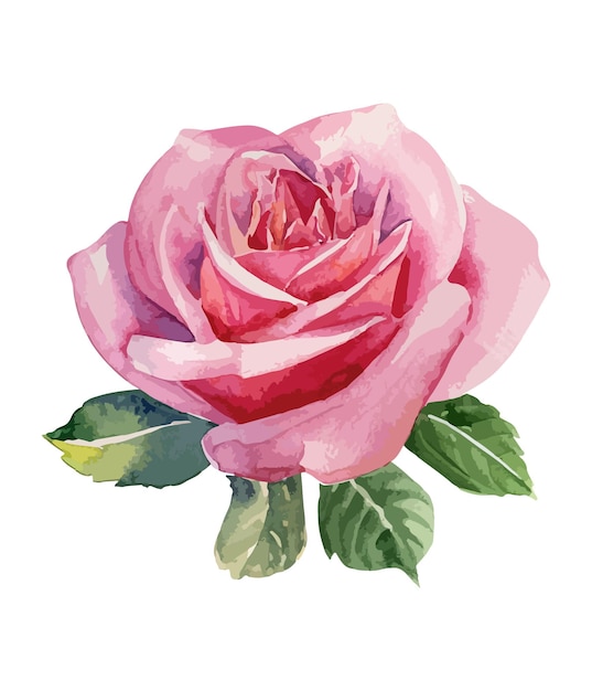 Watercolor pink rose floral bouquet Watercolor floral arrangements with beautiful flowers