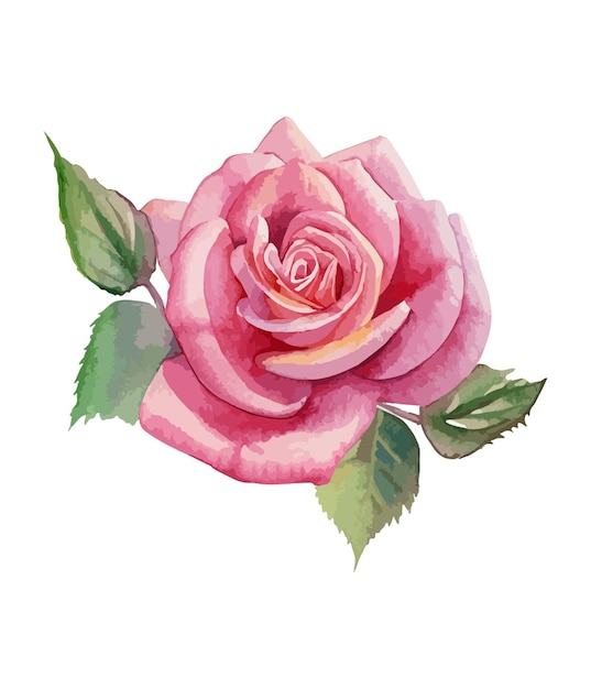 Watercolor pink rose floral bouquet Watercolor floral arrangements with beautiful flowers