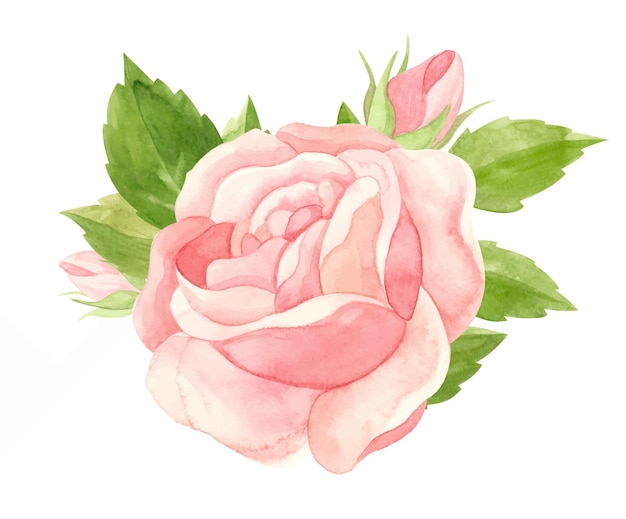 Watercolor pink rose Floral watercolor