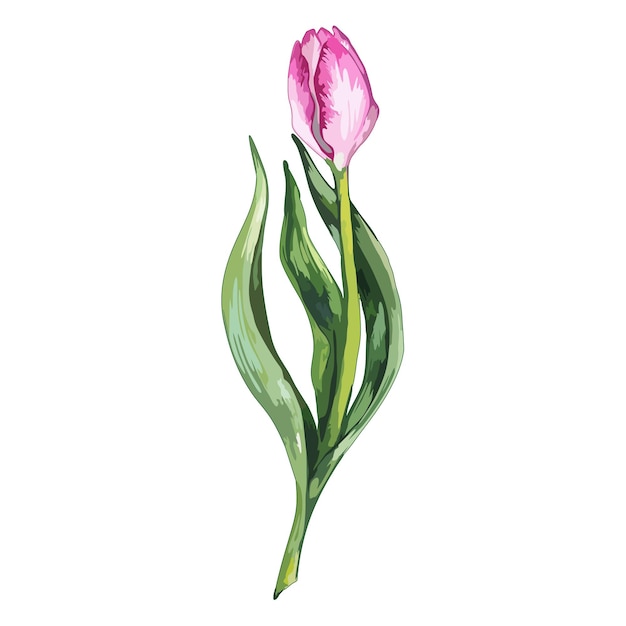 Watercolor pink tulip spring flower nature isolated vector