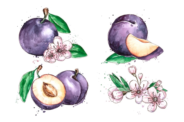 Watercolor plum fruit and flowers illustration