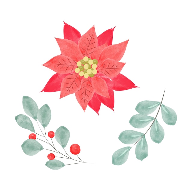 Watercolor Poinsettia Flower and Christmas Floral Elements vector